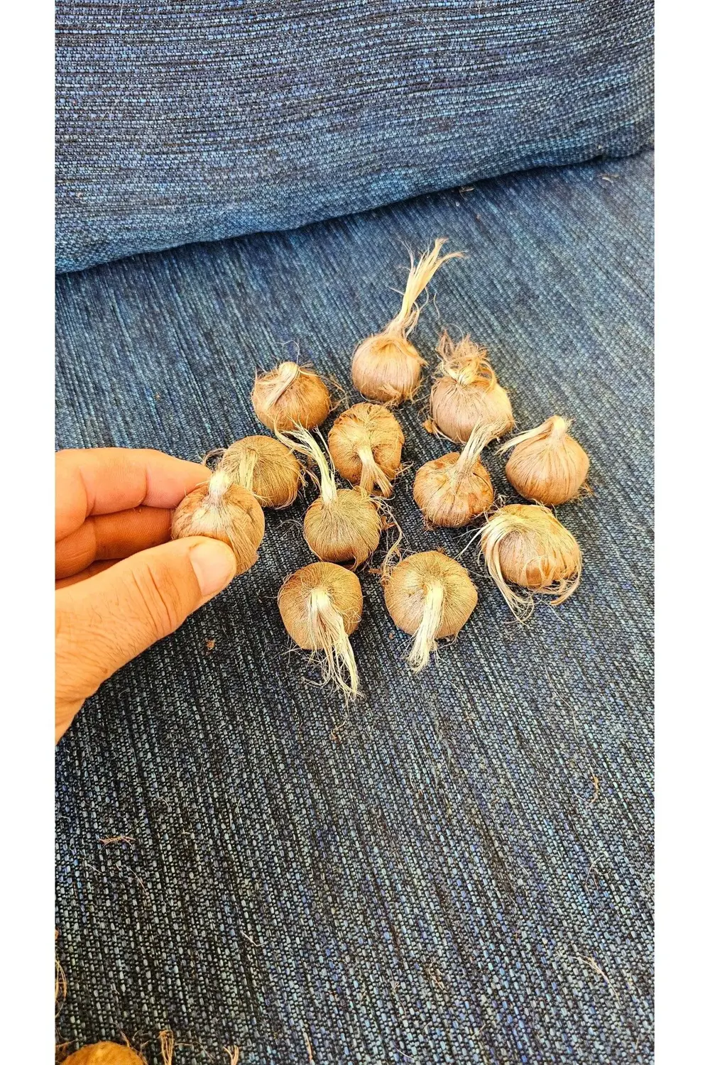 100 gram Duble İri Boy Orjinal Safranbolu SAFRAN SOĞANI