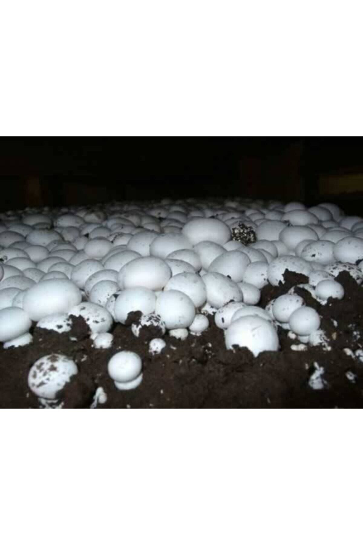 100 Ml Kültür Mantarı Tohumu + 8 Lt Mantar Ekim Torfu (başka Bir