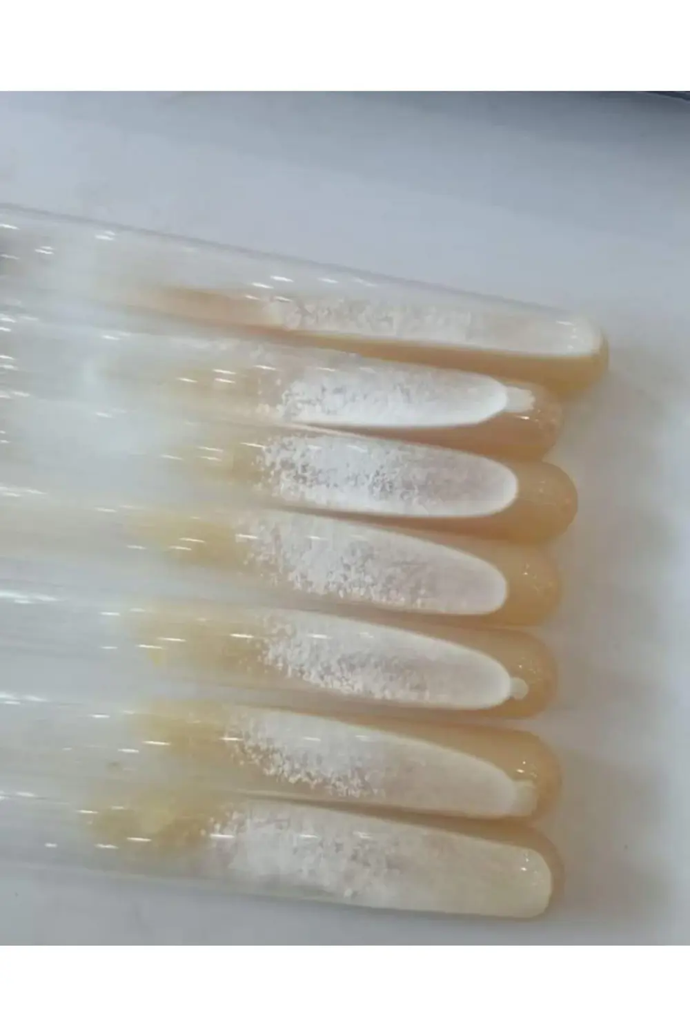 100 Ml Sıvı Istiridye Mantarı Tohumu Ve Eğitim Kılavuzu Ve Ekim P