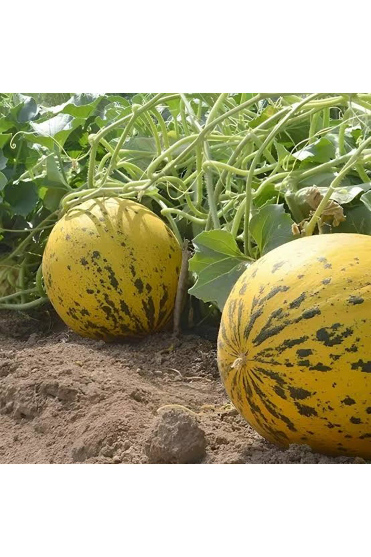 1000 Adet Karışık Cinste Köylü Kavunu Ata Tohumu