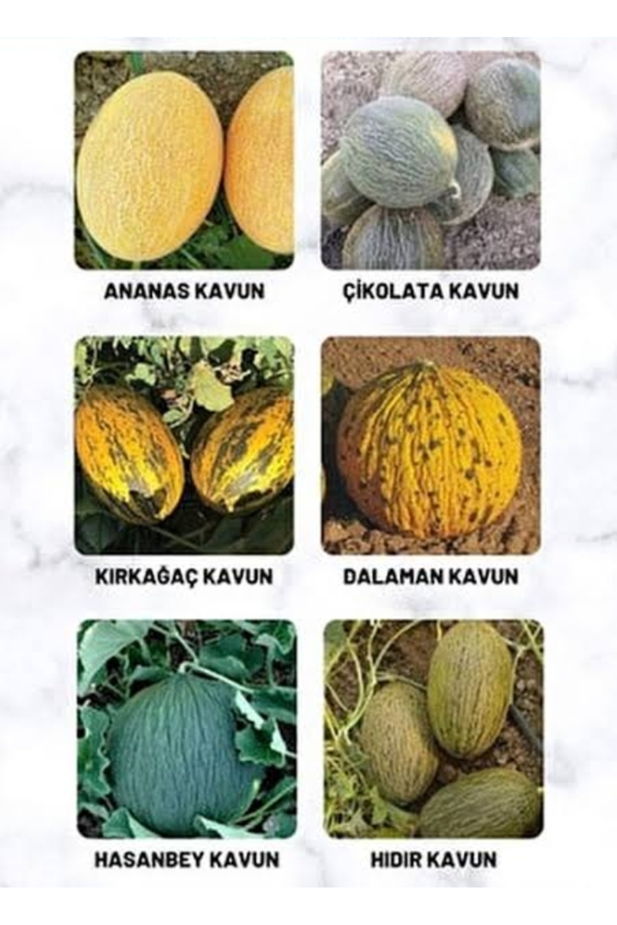 1000 Adet Karışık Cinste Köylü Kavunu Ata Tohumu