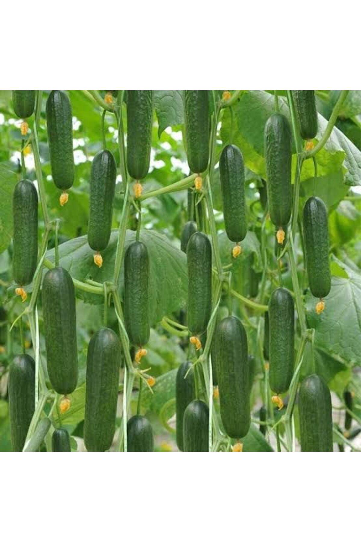 1000 Adet Köylü Salatalık Tohumu