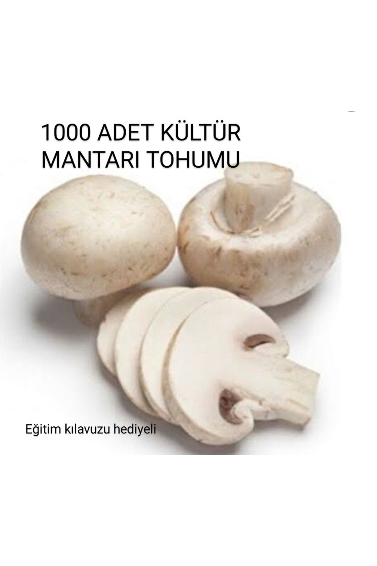 1000 Adet Kültür Mantarı Tohumu