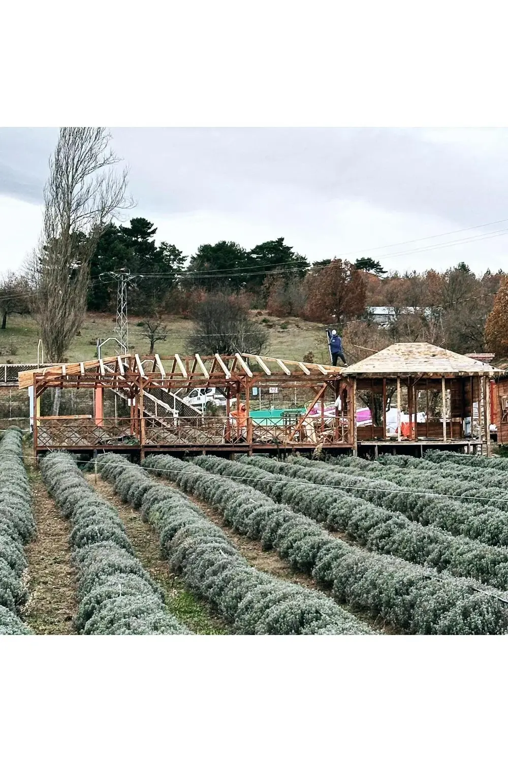 1000 Adet Lavanta Açık.-. Kök Angustifolia Fidanı Fidesi