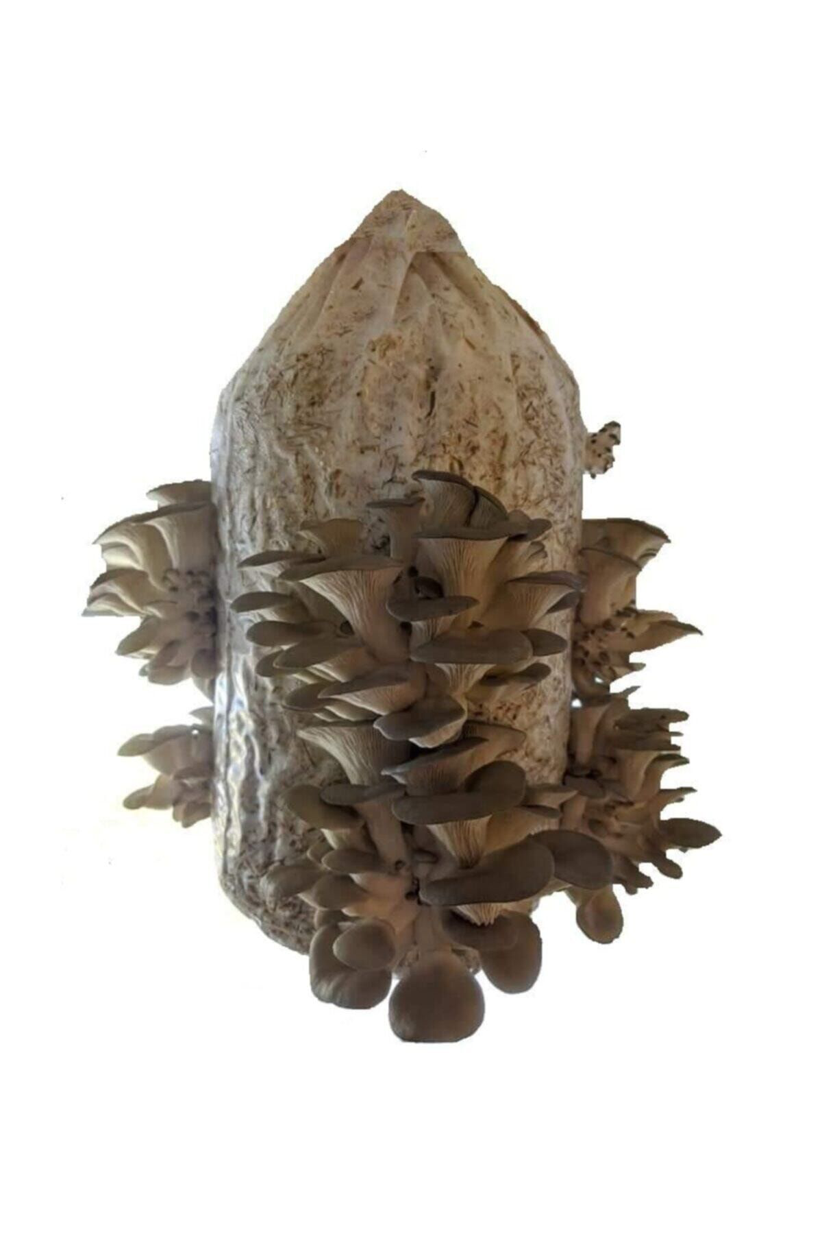 10.000 Adet İstiridye Mantarı Tohumu