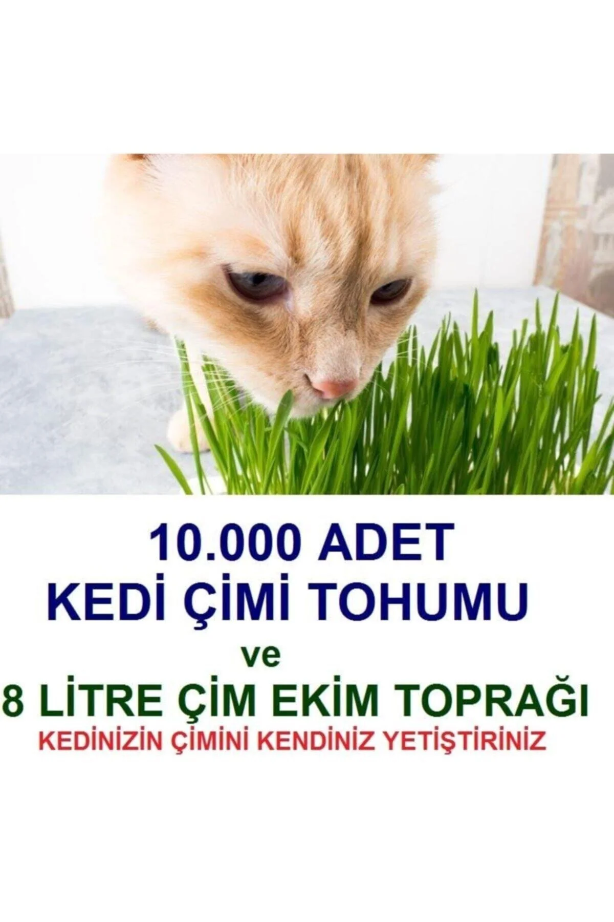 10.000 Adet Kedi Çimi Tohumu Ve 8 Litre Kedi Çimi Ekim Torfu + Hediye Üzüm Fidanı Tohumları