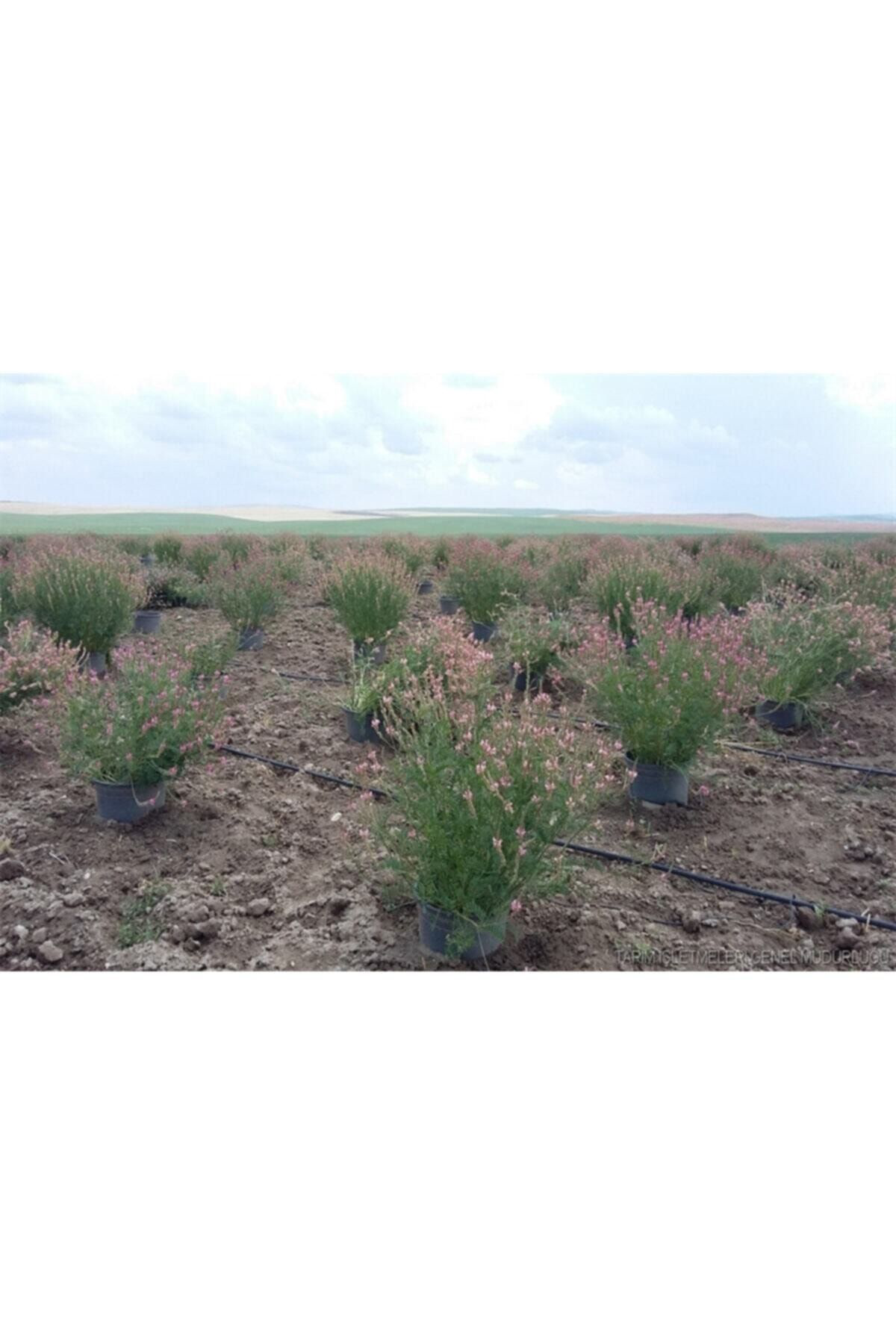 10.000 Adet Kemirgen Yemi Korunga Tohumu