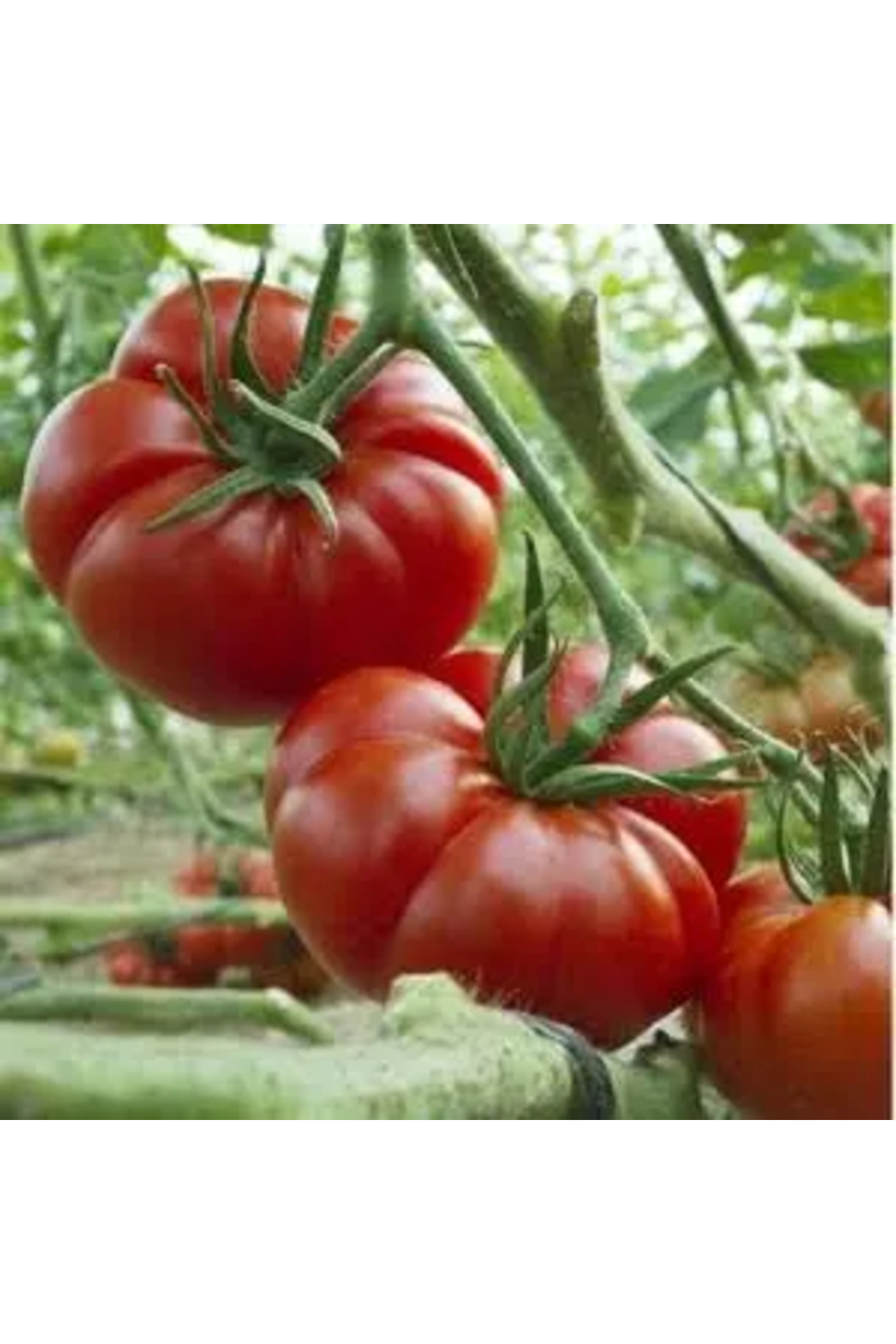 10.000 Adet Köylü Domatesi Tohumu