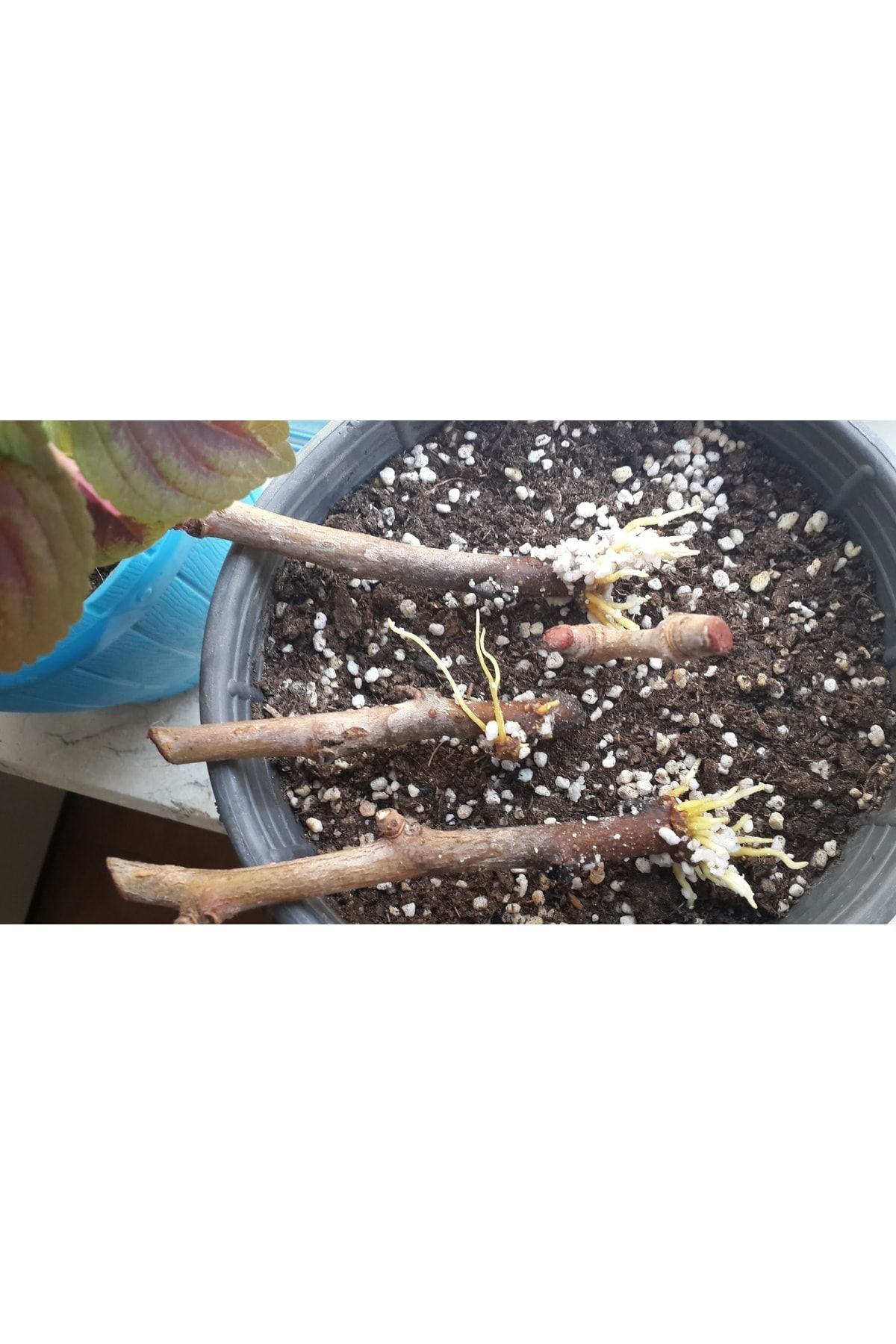 Kaliteli 12 Litre Bitki Köklendirme Torfu Perlit Ve Humus Katkılı Özel Tor