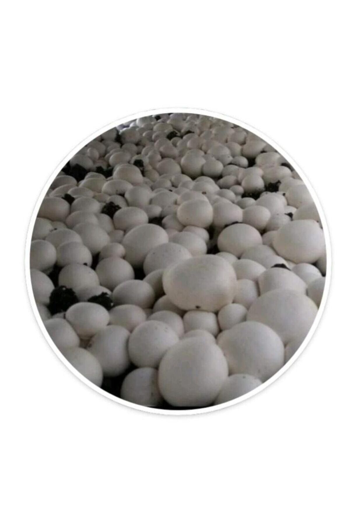 Tohumgübre 12 Litre Mantar Ekim Kompostu Torfu