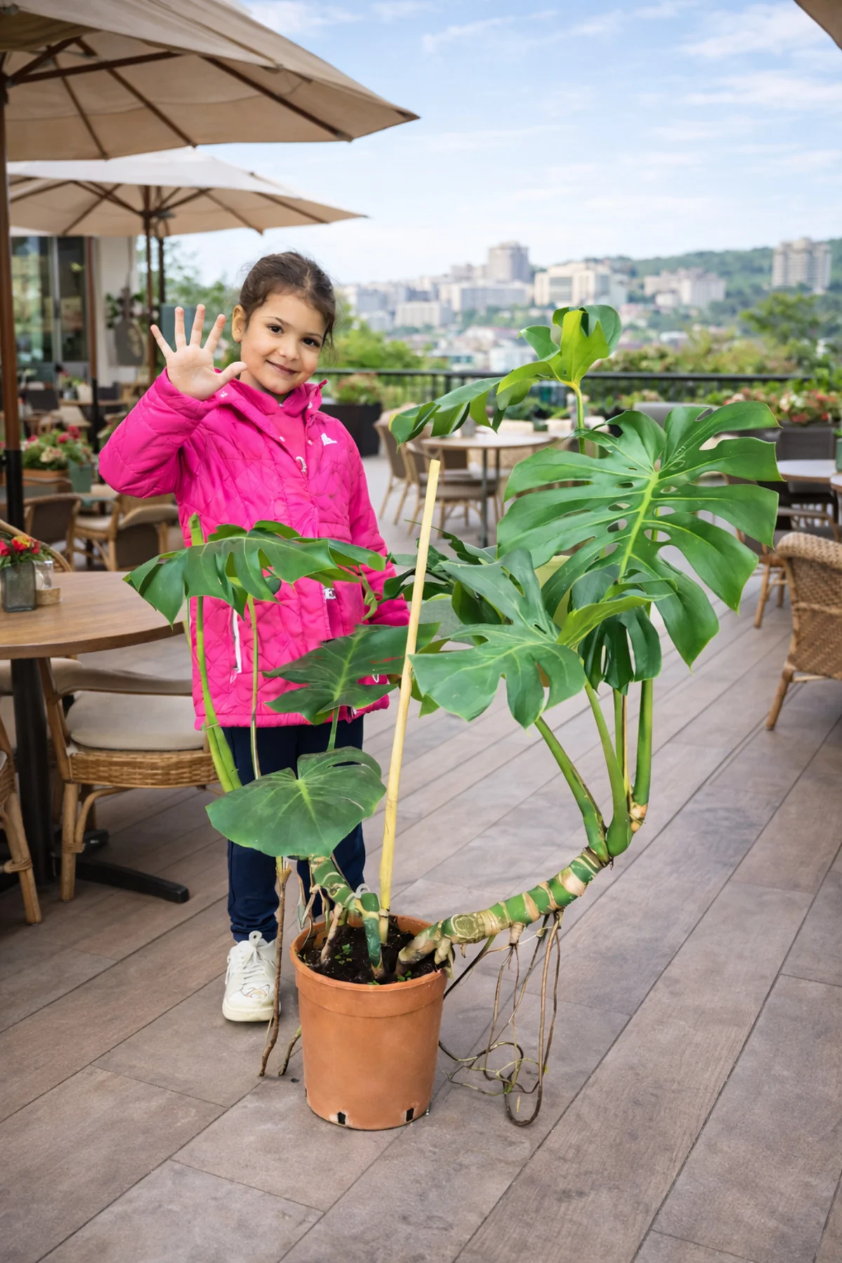 120 150 cm çift dikim çift köklü deve tabanı monstera