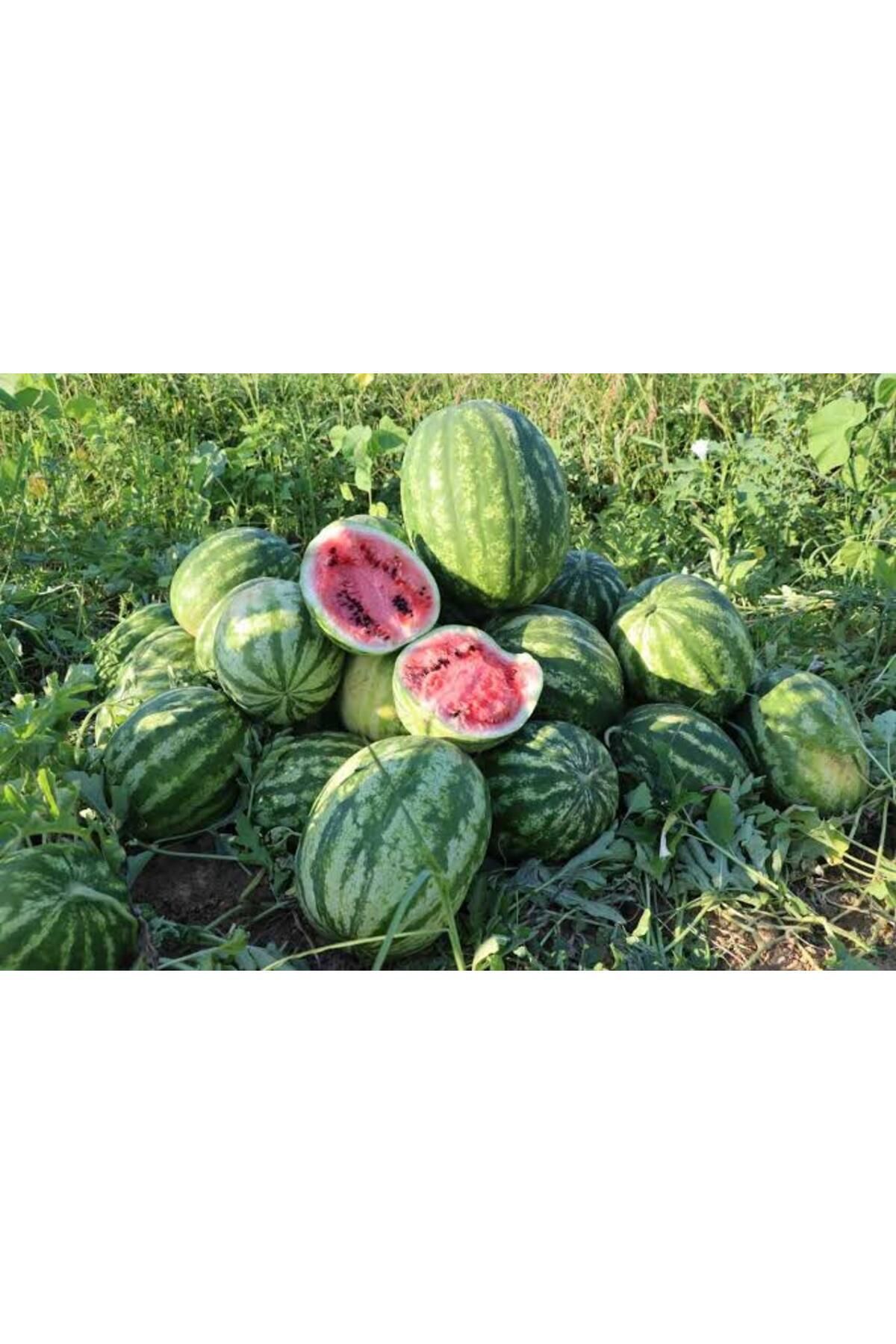 1200 Adet Karpuz Tohumu