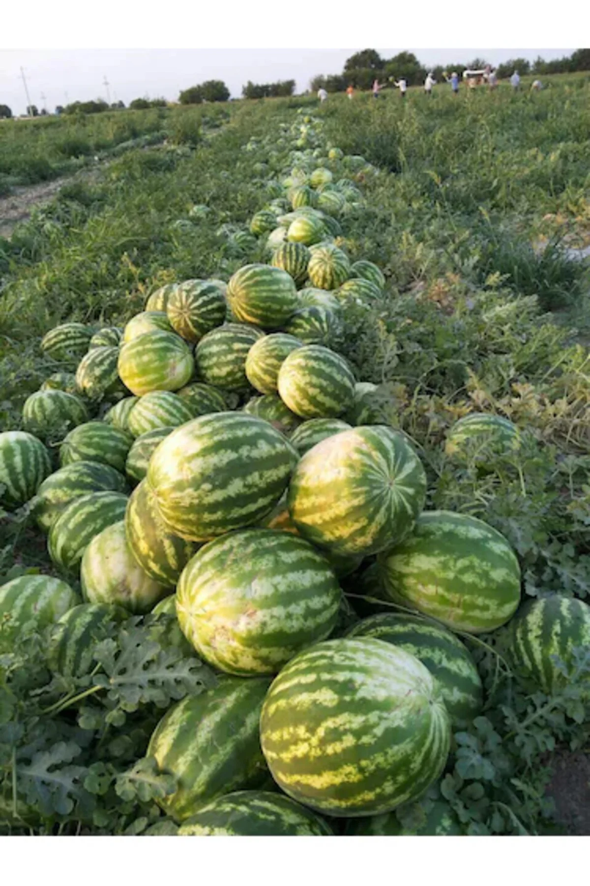 1200 Adet Köylü Karpuzu Ata Tohumu + Hediye Üzüm Fidanı Tohumları