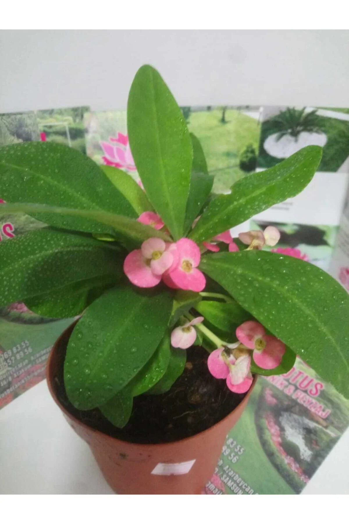 12lik Saksıda Euphorbia Milii Kaktüs Dikenler Tacı Pembe Renkli Fiyatı, Yorumları ve Özellikleri