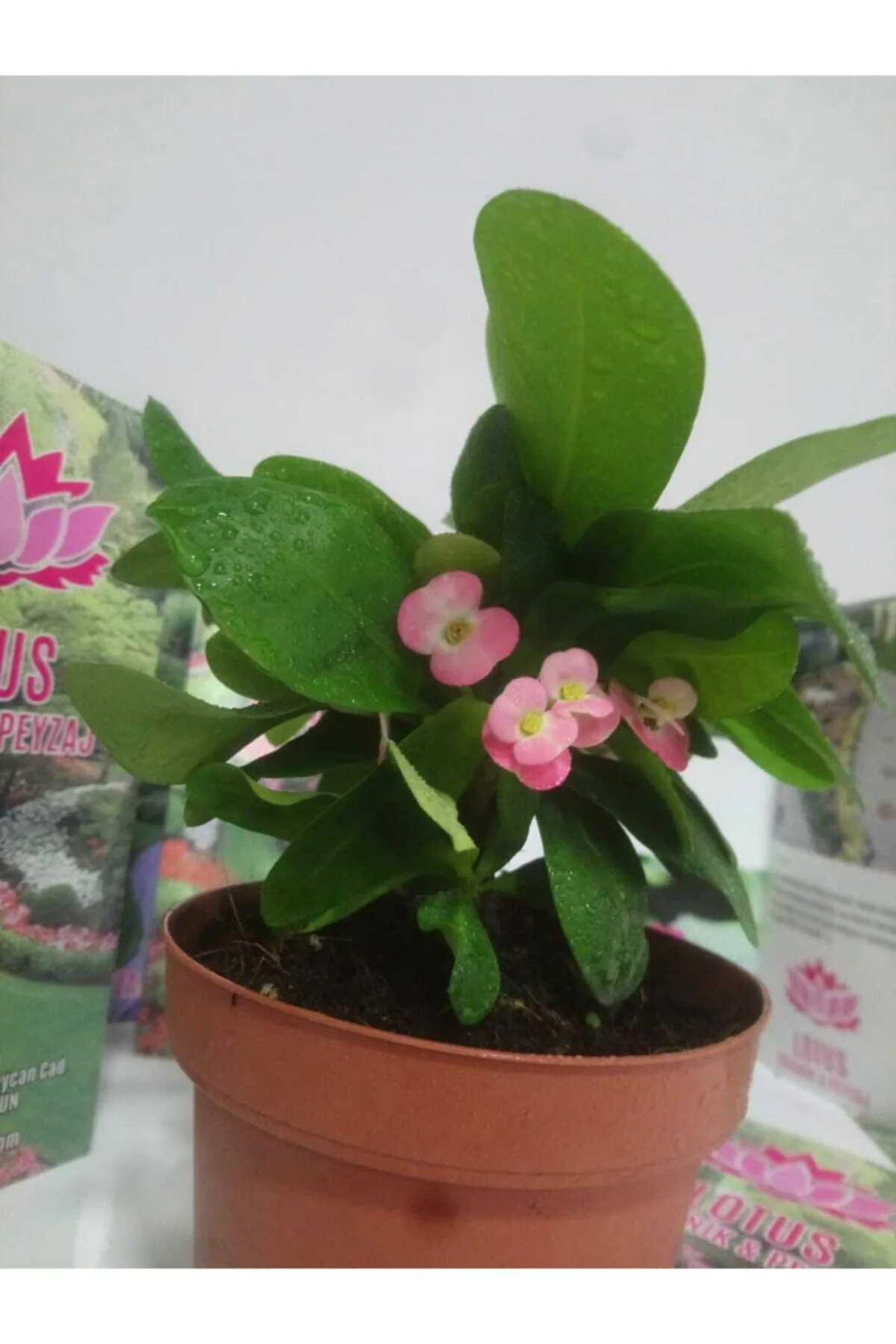 12lik Saksıda Euphorbia Milii Kaktüs Dikenler Tacı Pembe Renkli Fiyatı, Yorumları ve Özellikleri