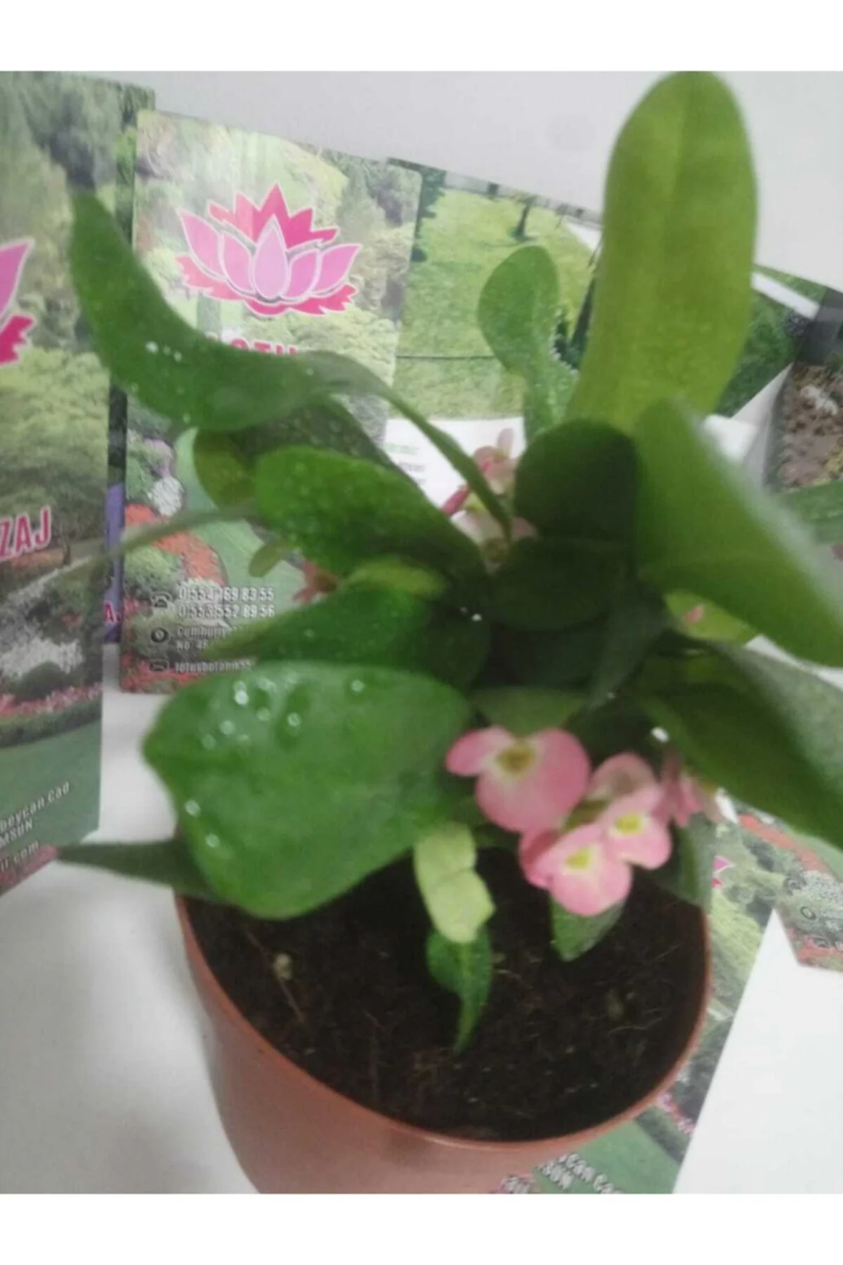 12lik Saksıda Euphorbia Milii Kaktüs Dikenler Tacı Pembe Renkli Fiyatı, Yorumları ve Özellikleri