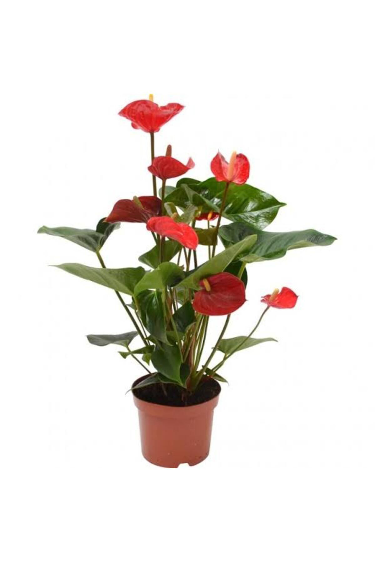 Tarımsal Ve Hayvansal Ürünler 13 Litre Antoryum Çiçeği Ekim Torfu