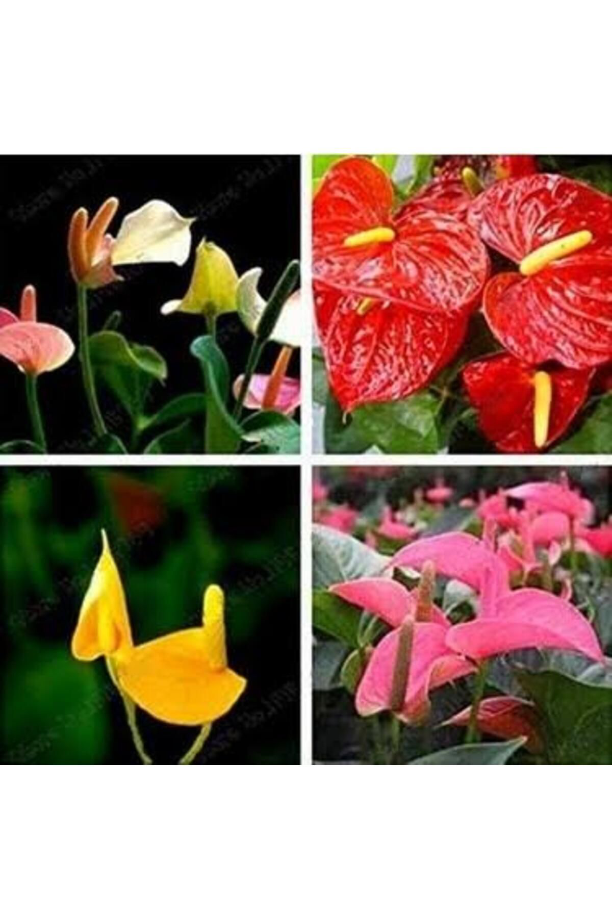 Tarımsal Ve Hayvansal Ürünler 13 Litre Antoryum Çiçeği Ekim Torfu