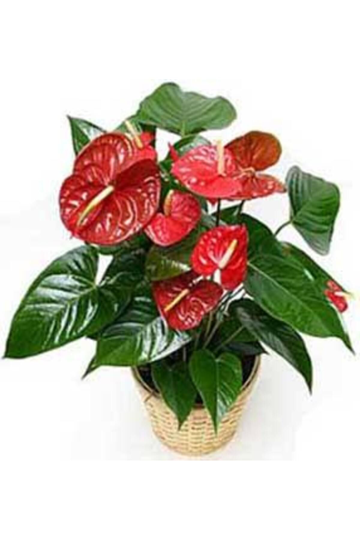 Tarımsal Ve Hayvansal Ürünler 13 Litre Antoryum Çiçeği Ekim Torfu