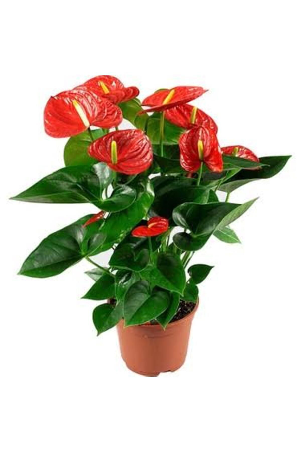 Tarımsal Ve Hayvansal Ürünler 13 Litre Antoryum Çiçeği Ekim Torfu