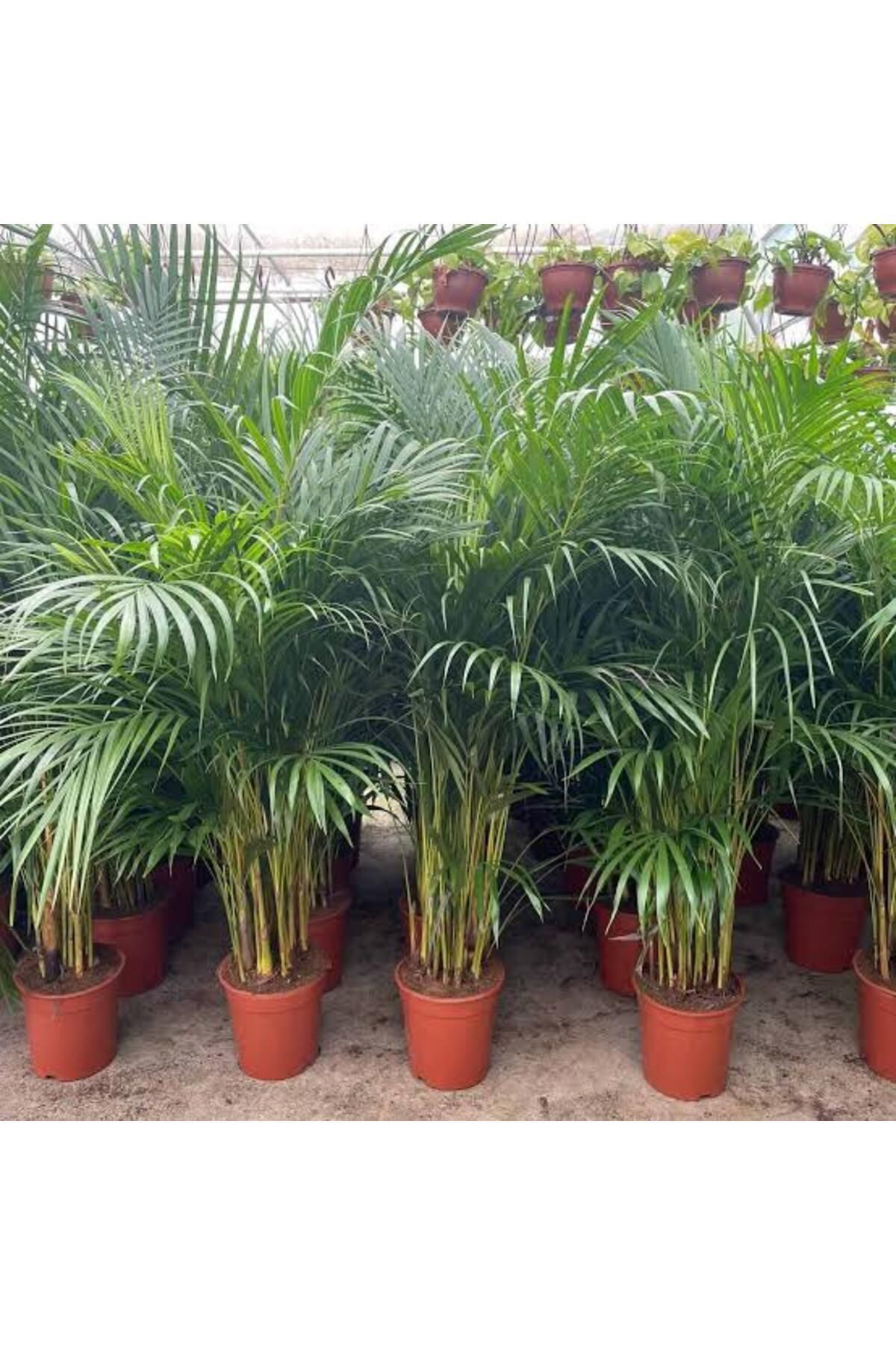 Tarımsal Ve Hayvansal Ürünler 13 Litre Areka Salon Palmiyesi Ekim Ve Bakım Torfu