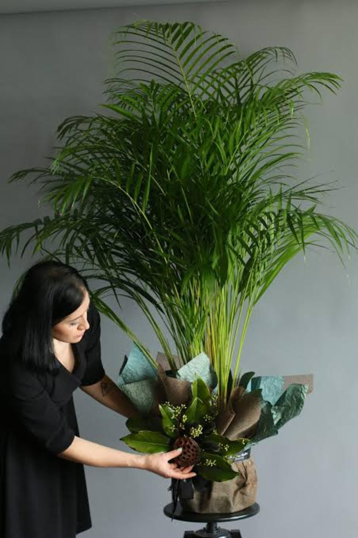 Tarımsal Ve Hayvansal Ürünler 13 Litre Areka Salon Palmiyesi Ekim Ve Bakım Torfu