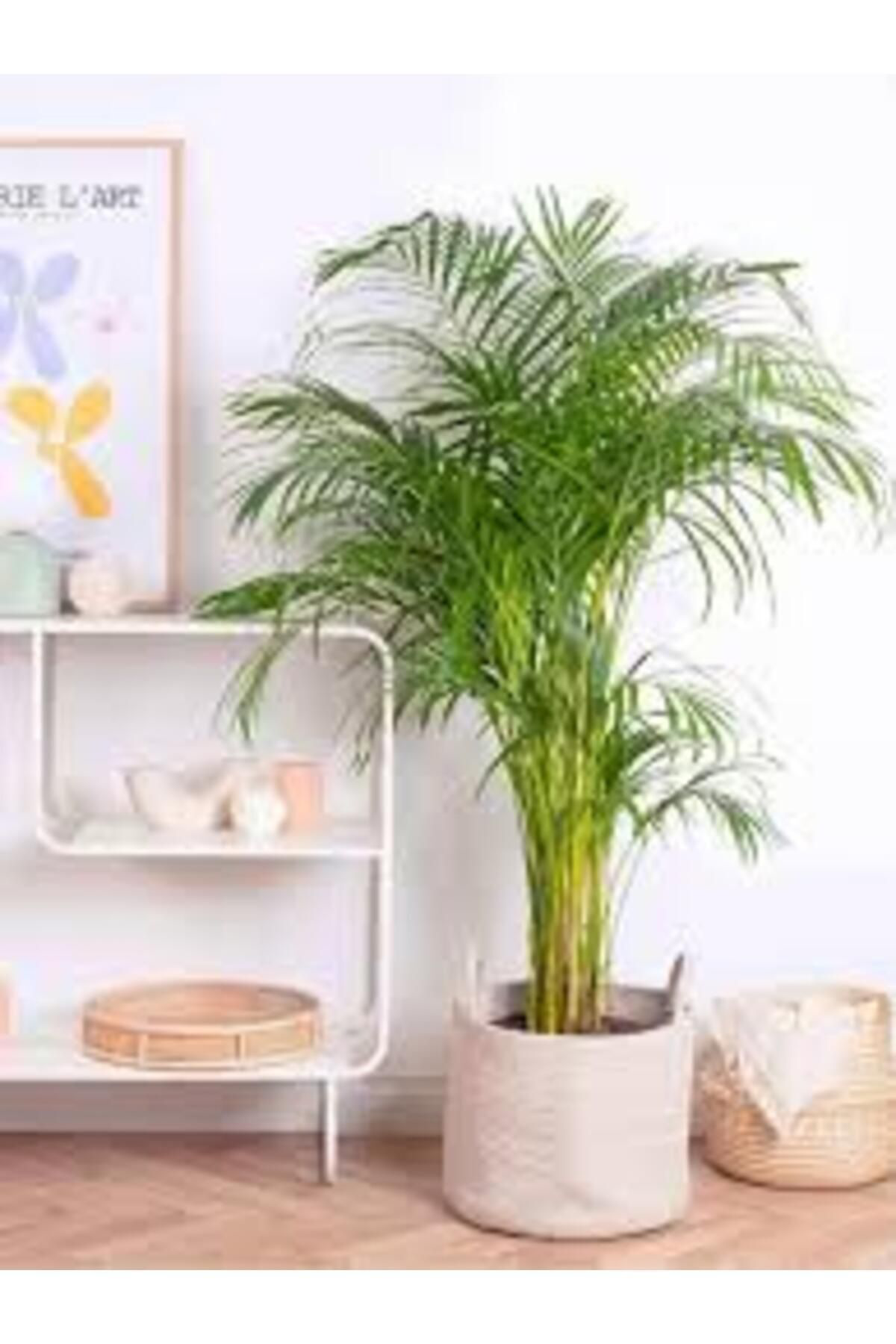 Tarımsal Ve Hayvansal Ürünler 13 Litre Areka Salon Palmiyesi Ekim Ve Bakım Torfu