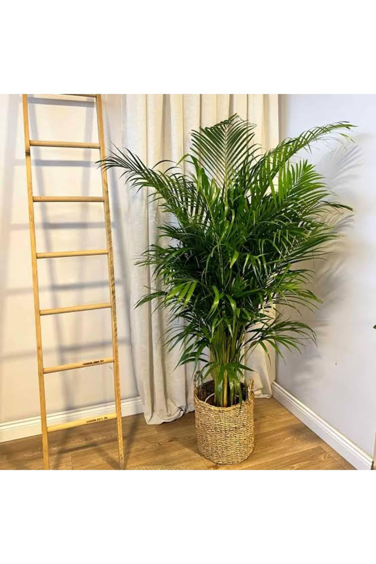 Tarımsal Ve Hayvansal Ürünler 13 Litre Areka Salon Palmiyesi Ekim Ve Bakım Torfu