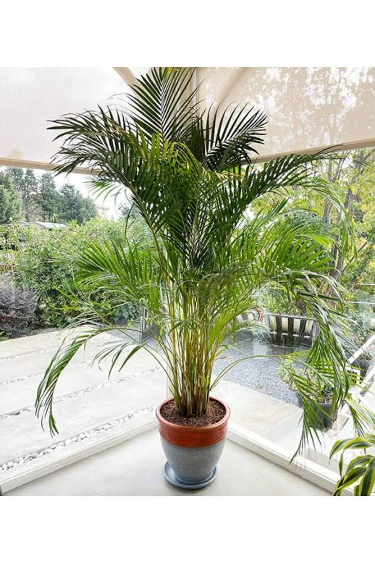 Tarımsal Ve Hayvansal Ürünler 13 Litre Areka Salon Palmiyesi Ekim Ve Bakım Torfu