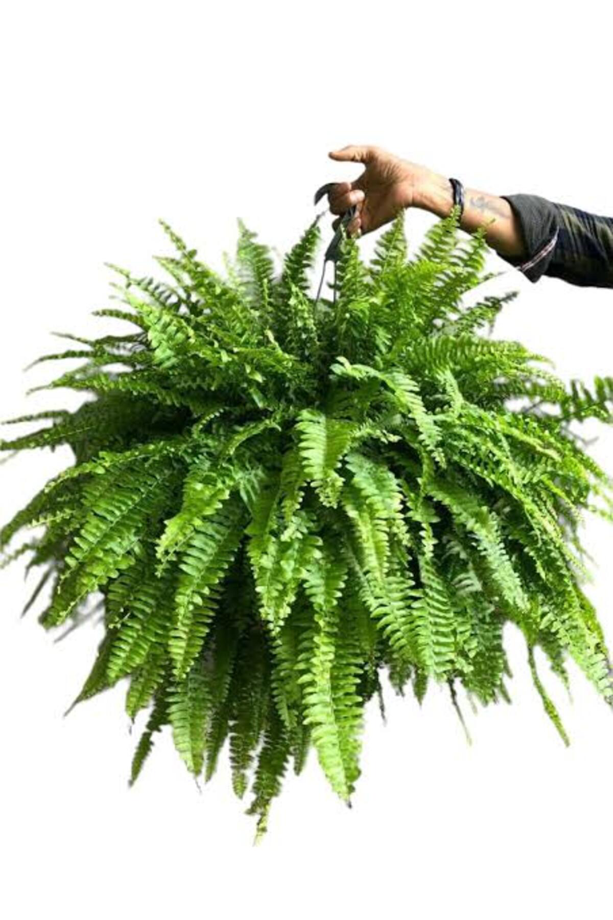 Tarımsal Ve Hayvansal Ürünler 13 Litre Aşk Merdiveni Bitkisi Ekim Ve Bakım Torfu