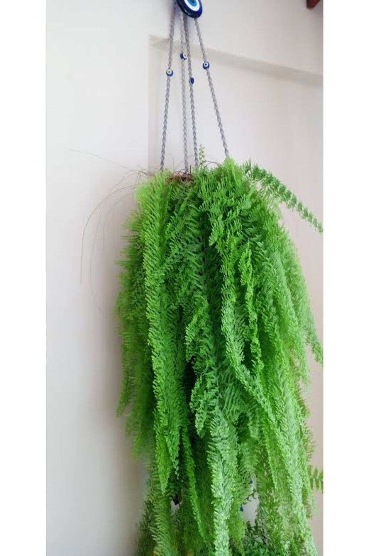 Tarımsal Ve Hayvansal Ürünler 13 Litre Aşk Merdiveni Bitkisi Ekim Ve Bakım Torfu