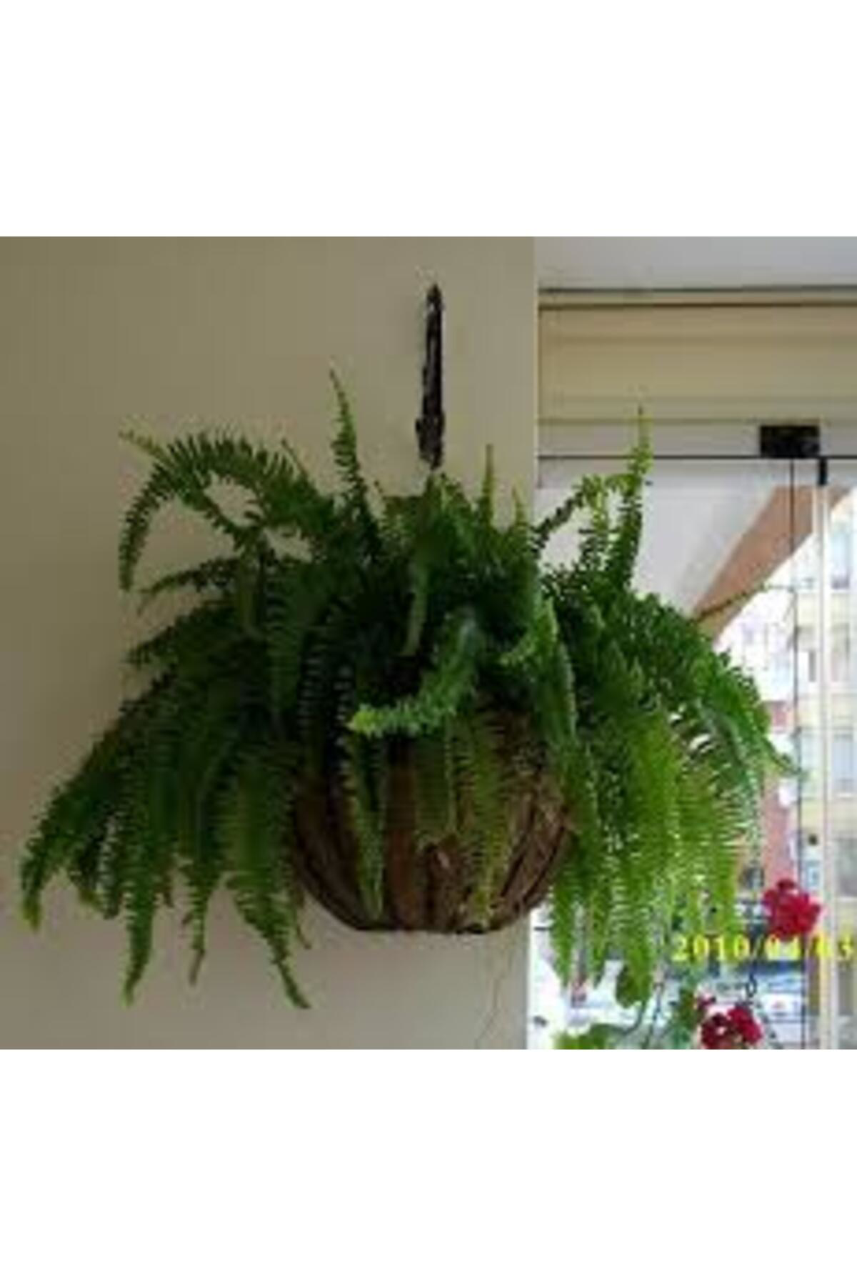 Tarımsal Ve Hayvansal Ürünler 13 Litre Aşk Merdiveni Bitkisi Ekim Ve Bakım Torfu