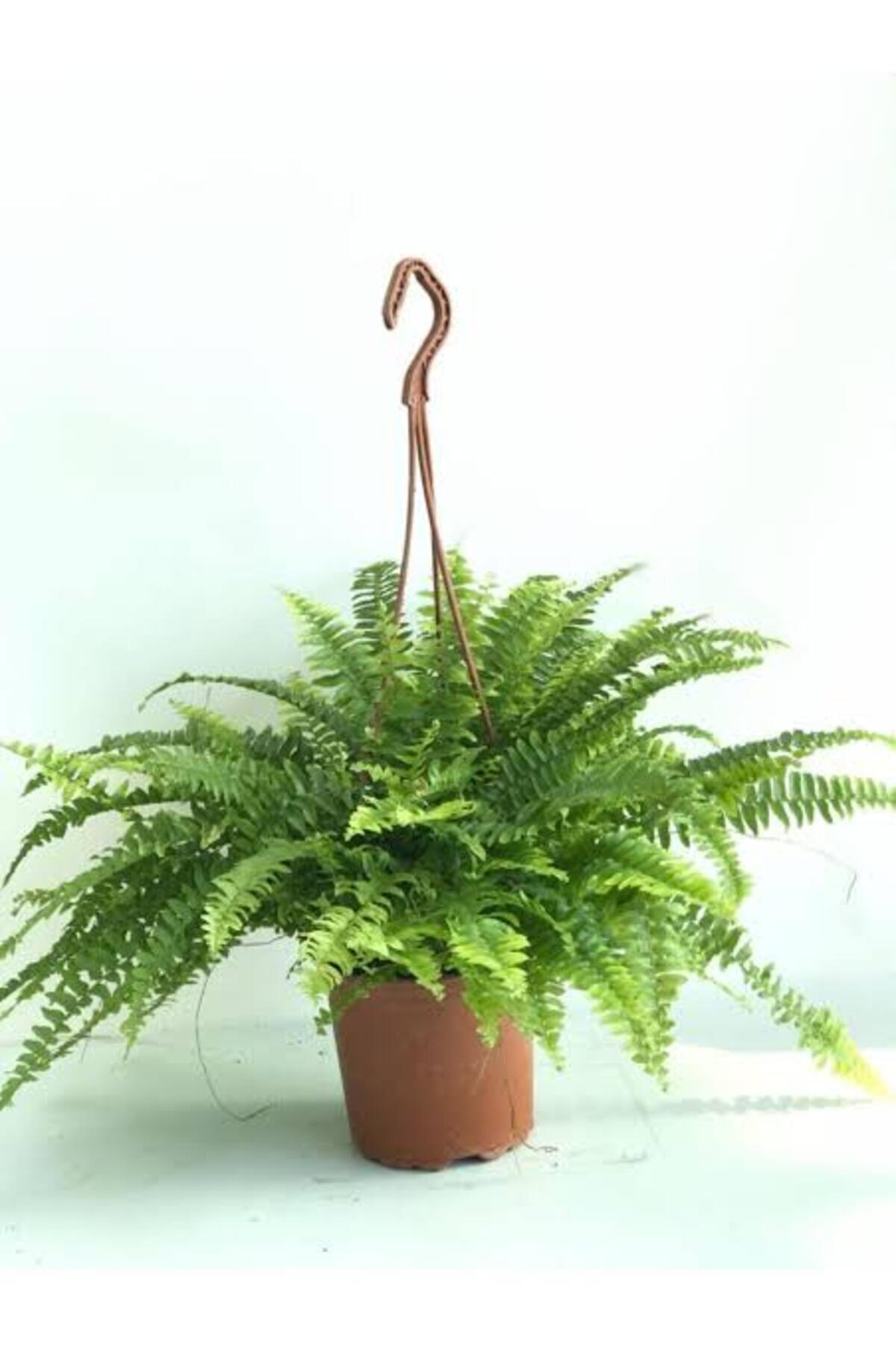 Tarımsal Ve Hayvansal Ürünler 13 Litre Aşk Merdiveni Bitkisi Ekim Ve Bakım Torfu