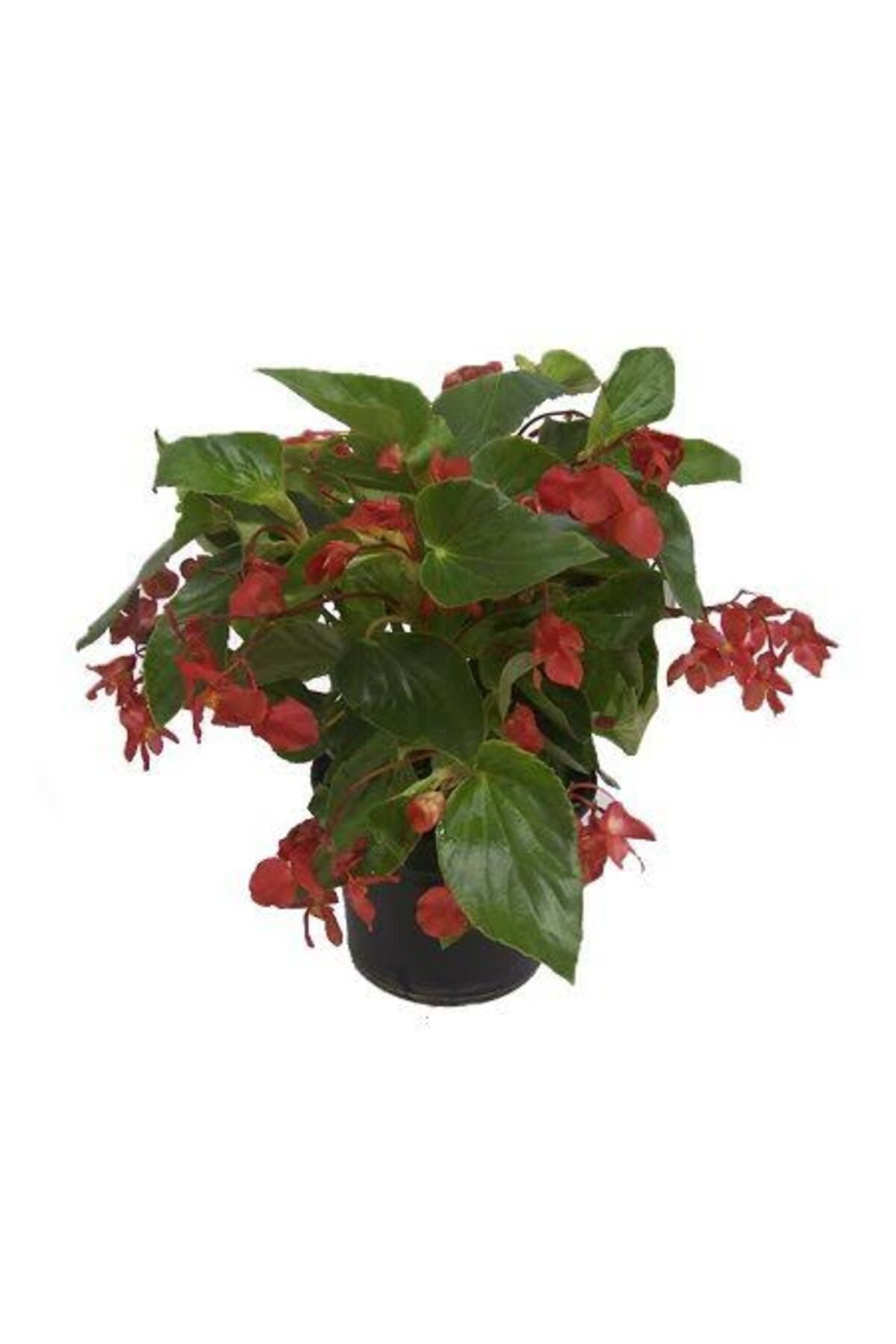 Tarımsal Ve Hayvansal Ürünler 13 Litre Begonya Çiçeği Ekim Ve Bakım Torfu