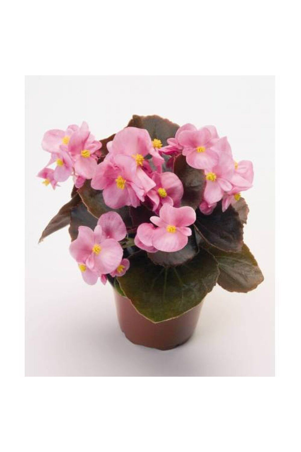 Tarımsal Ve Hayvansal Ürünler 13 Litre Begonya Çiçeği Ekim Ve Bakım Torfu