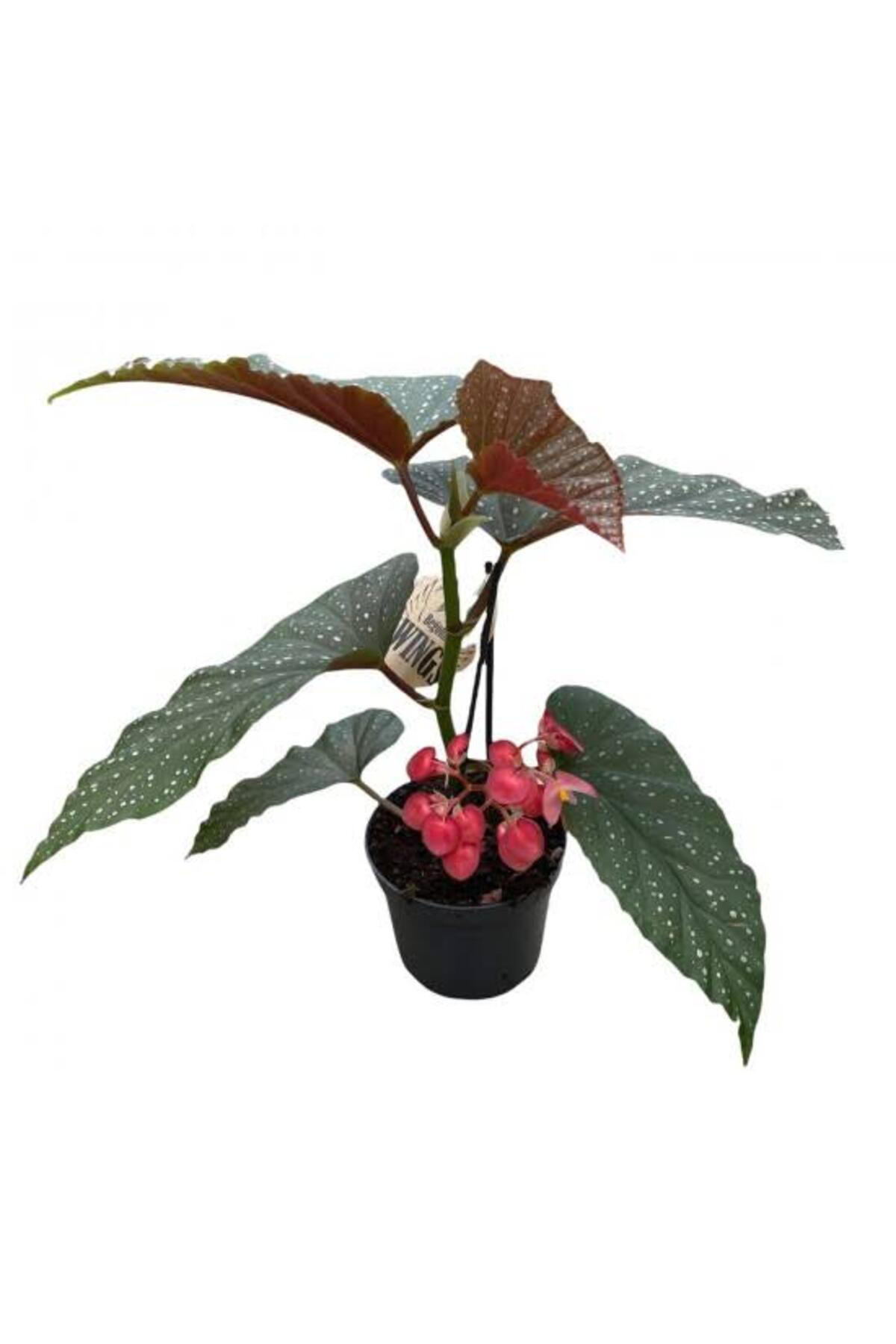 Tarımsal Ve Hayvansal Ürünler 13 Litre Begonya Çiçeği Ekim Ve Bakım Torfu