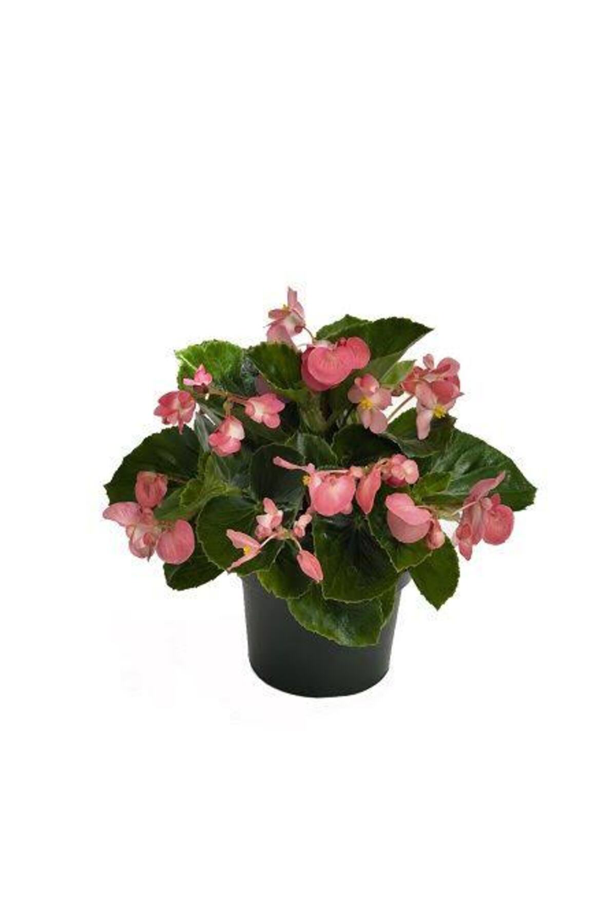 Tarımsal Ve Hayvansal Ürünler 13 Litre Begonya Çiçeği Ekim Ve Bakım Torfu