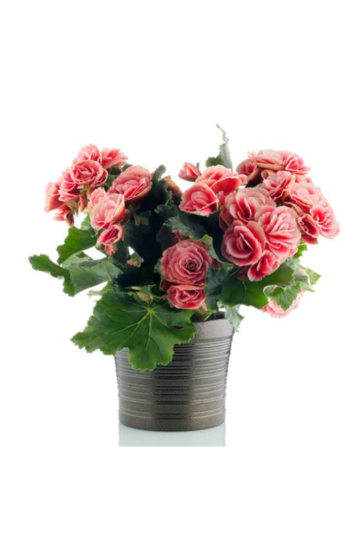 Tarımsal Ve Hayvansal Ürünler 13 Litre Begonya Çiçeği Ekim Ve Bakım Torfu