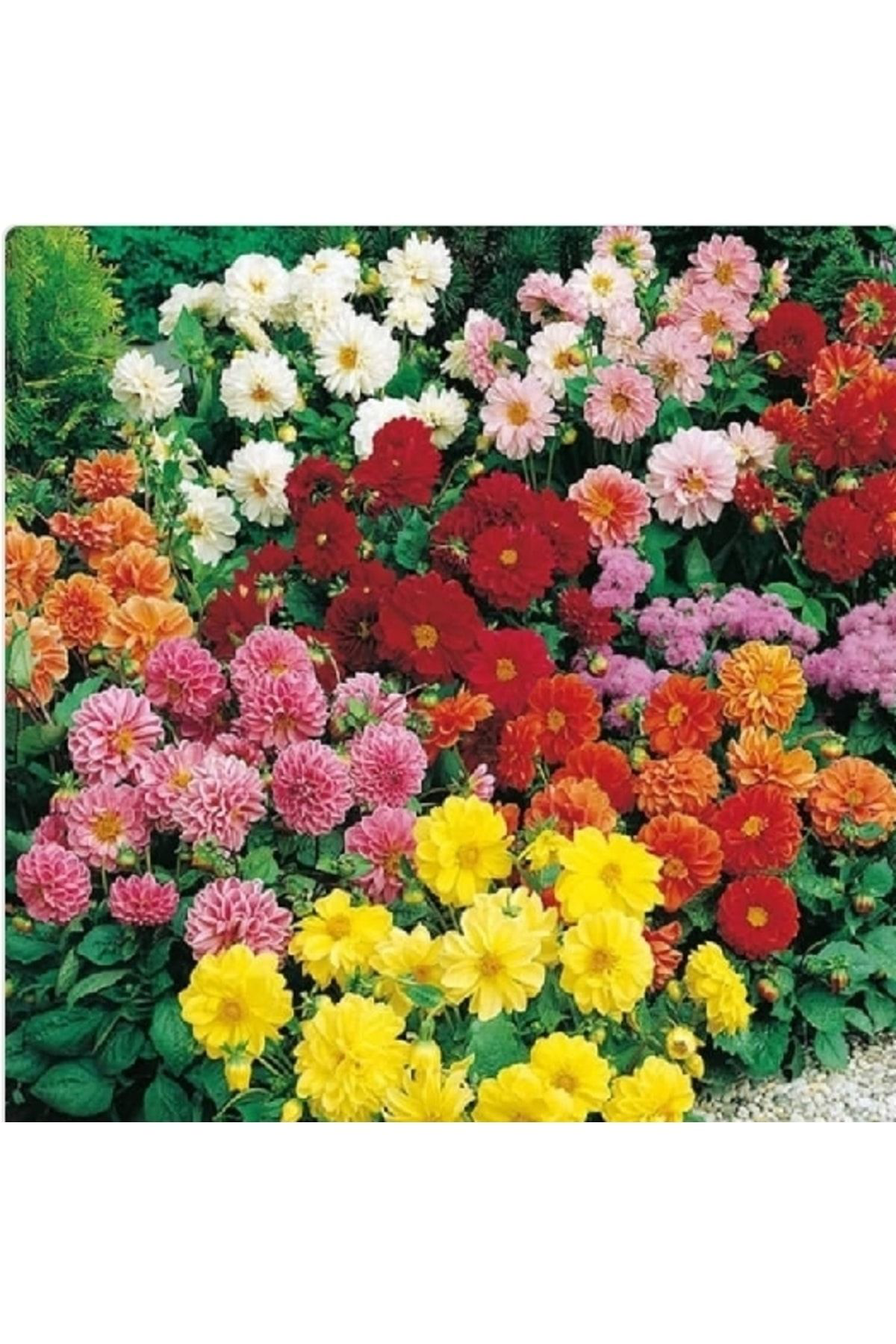 Tohumgübre 13 Litre Çiçekli Bitkiler İçin Özel Toprak (Özel Torf)