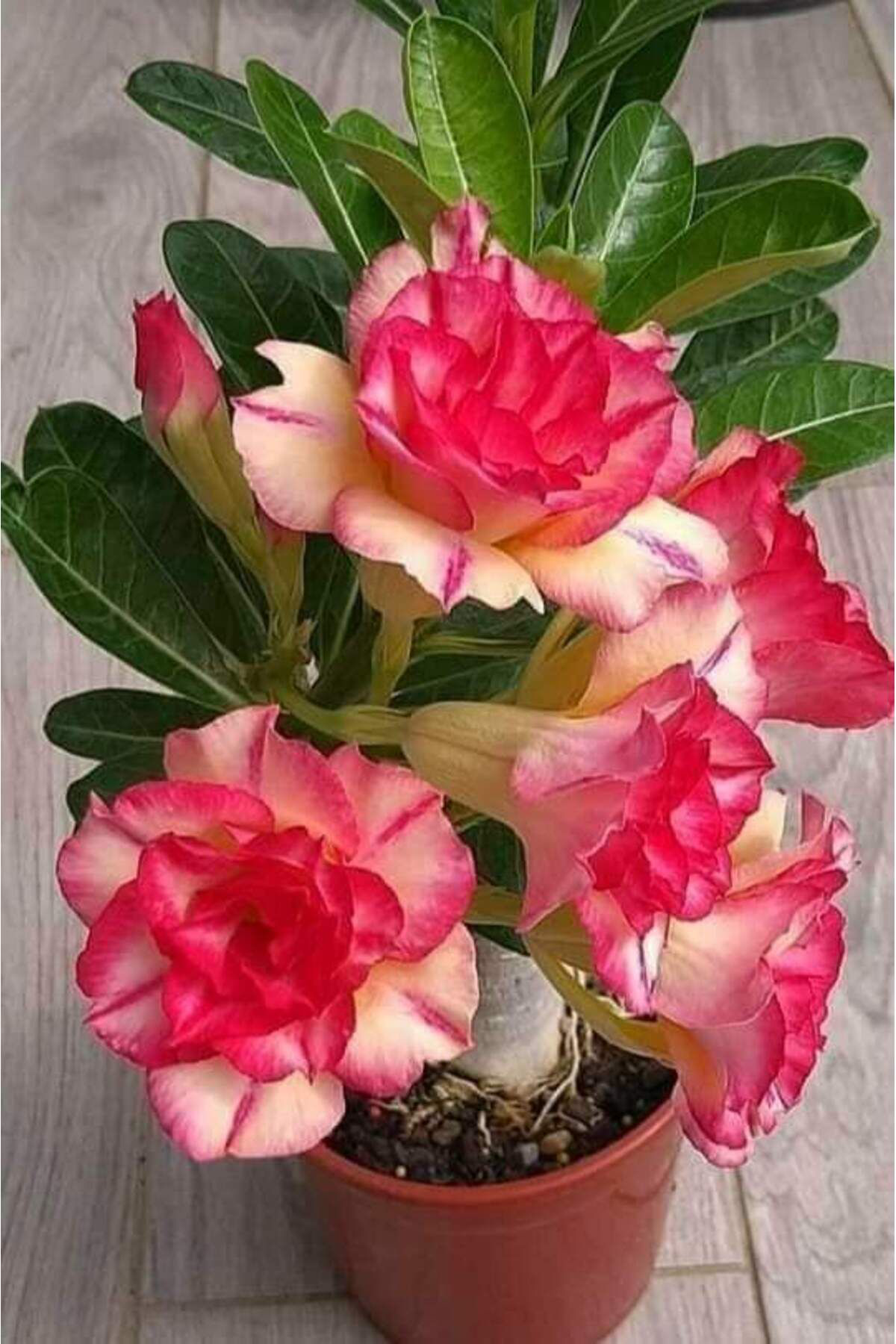 Tarımsal Ve Hayvansal Ürünler 13 Litre Çöl Gülü Ekim Ve Bakım Torfu