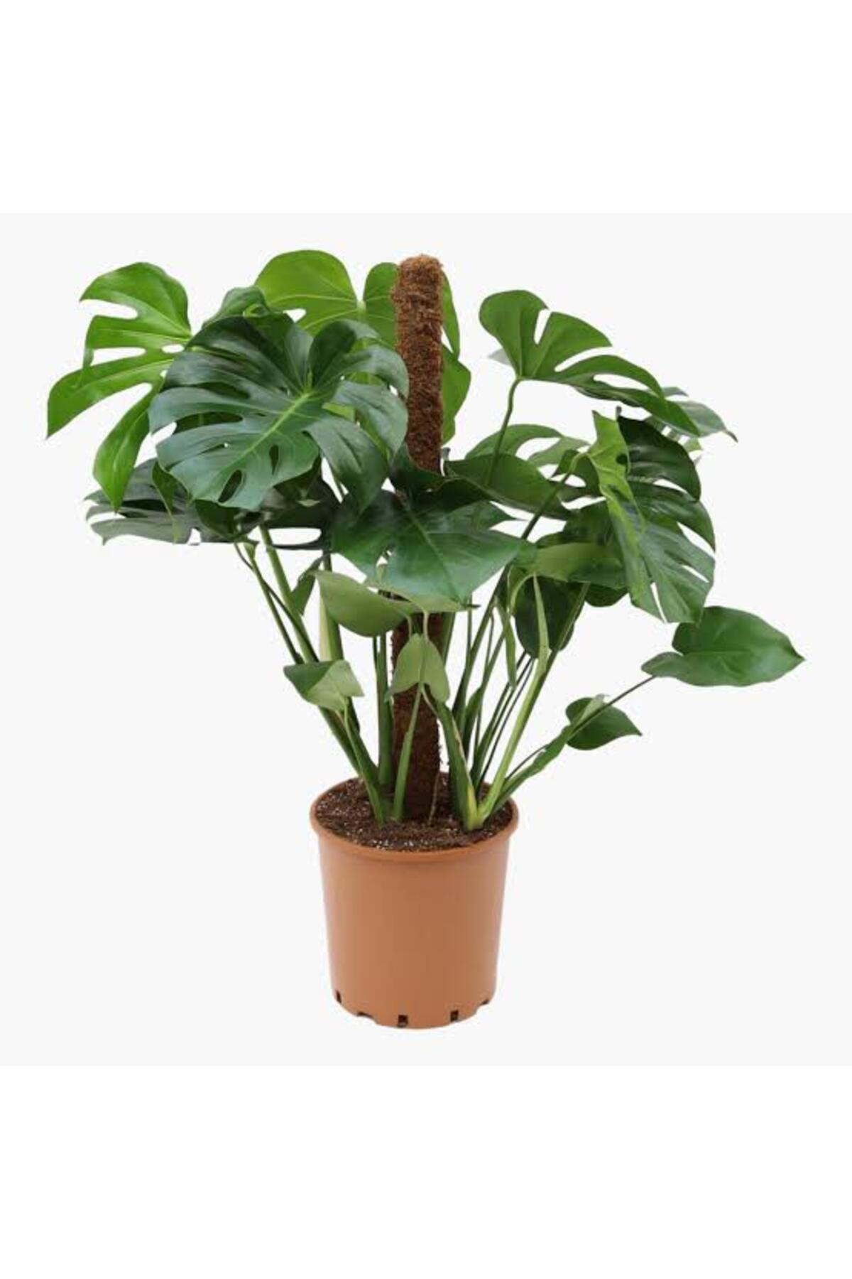 Tarımsal Ve Hayvansal Ürünler 13 Litre Deve Tabanı Ekim Ve Bakım Torfu