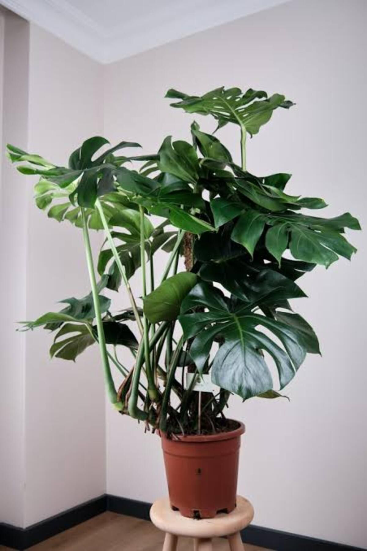 Tarımsal Ve Hayvansal Ürünler 13 Litre Deve Tabanı Ekim Ve Bakım Torfu