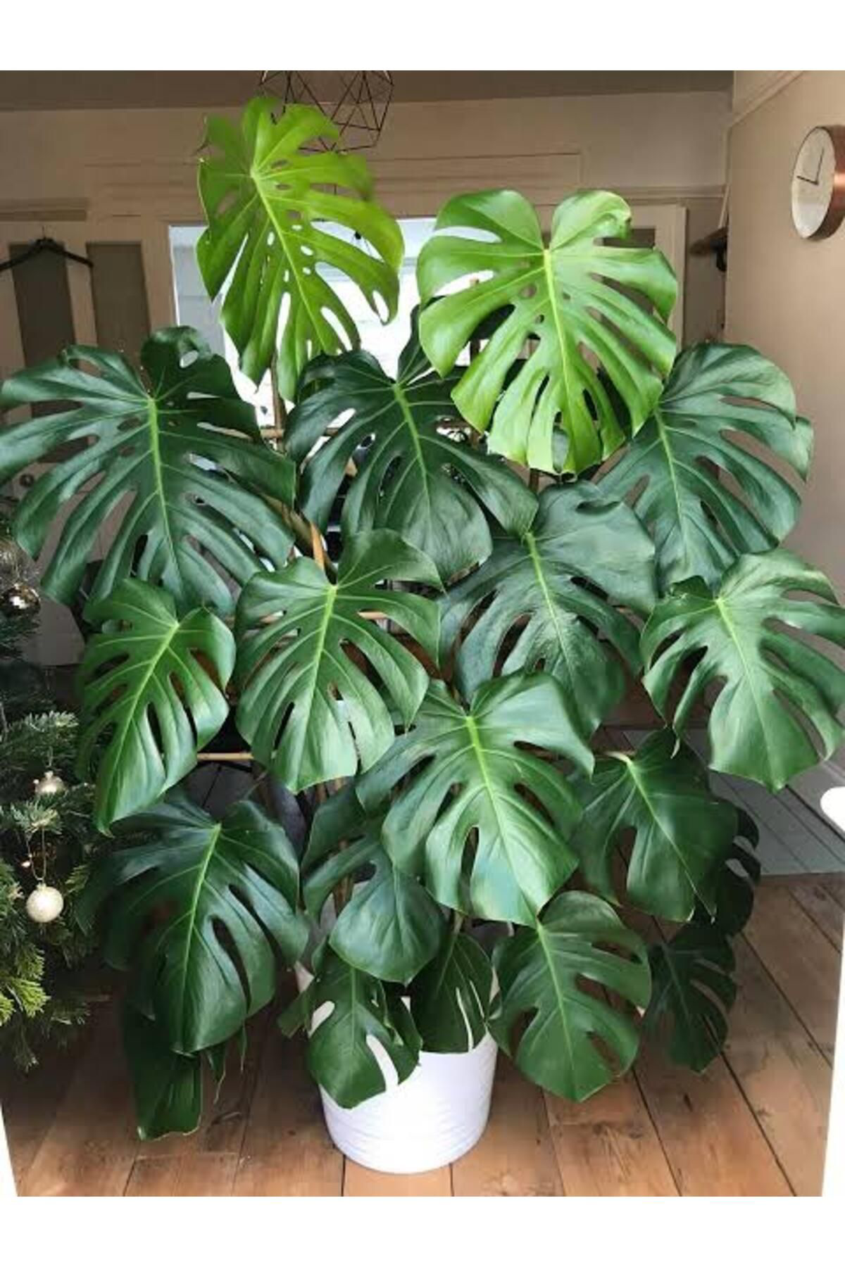 Tarımsal Ve Hayvansal Ürünler 13 Litre Deve Tabanı Ekim Ve Bakım Torfu