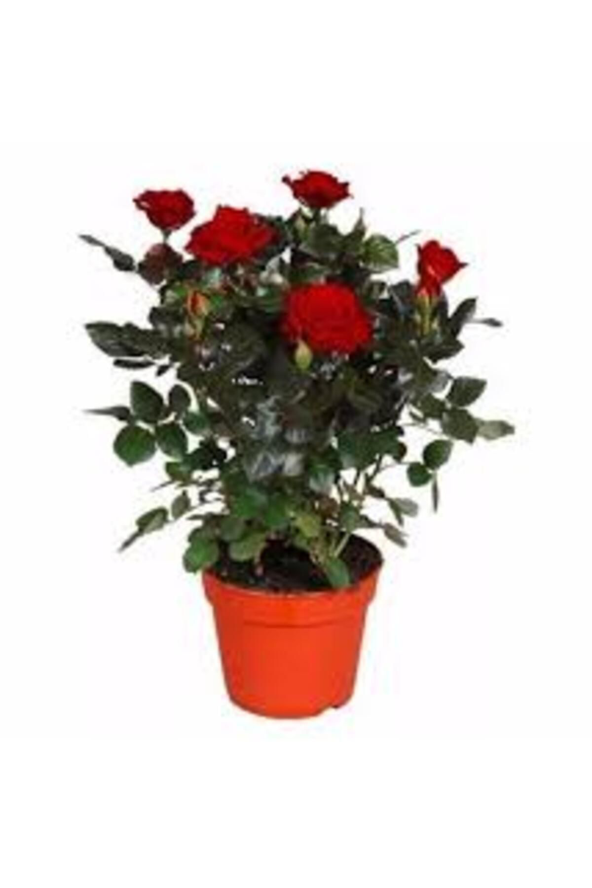 Tarımsal Ve Hayvansal Ürünler 13 Litre Gül Fidanı Ekim Ve Köklendirme Torfu