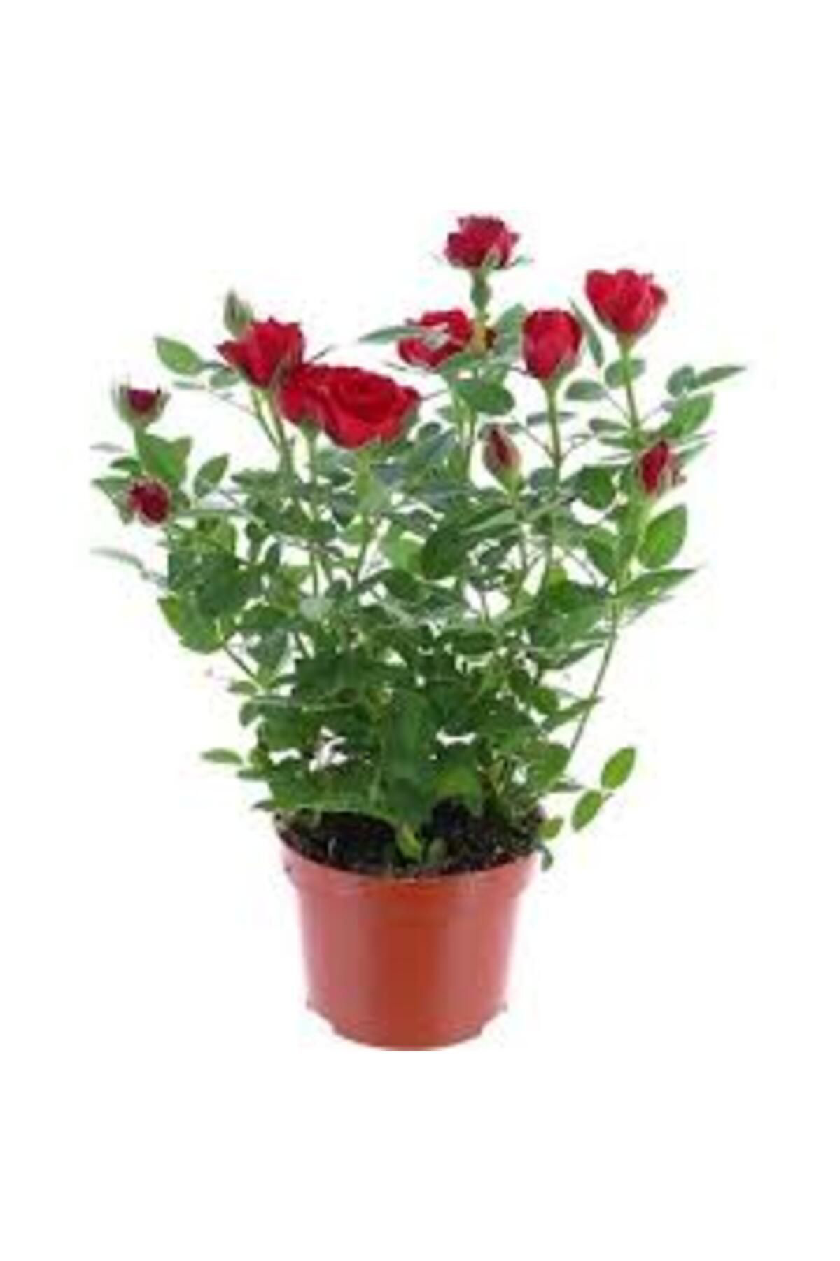 Tarımsal Ve Hayvansal Ürünler 13 Litre Gül Fidanı Ekim Ve Köklendirme Torfu