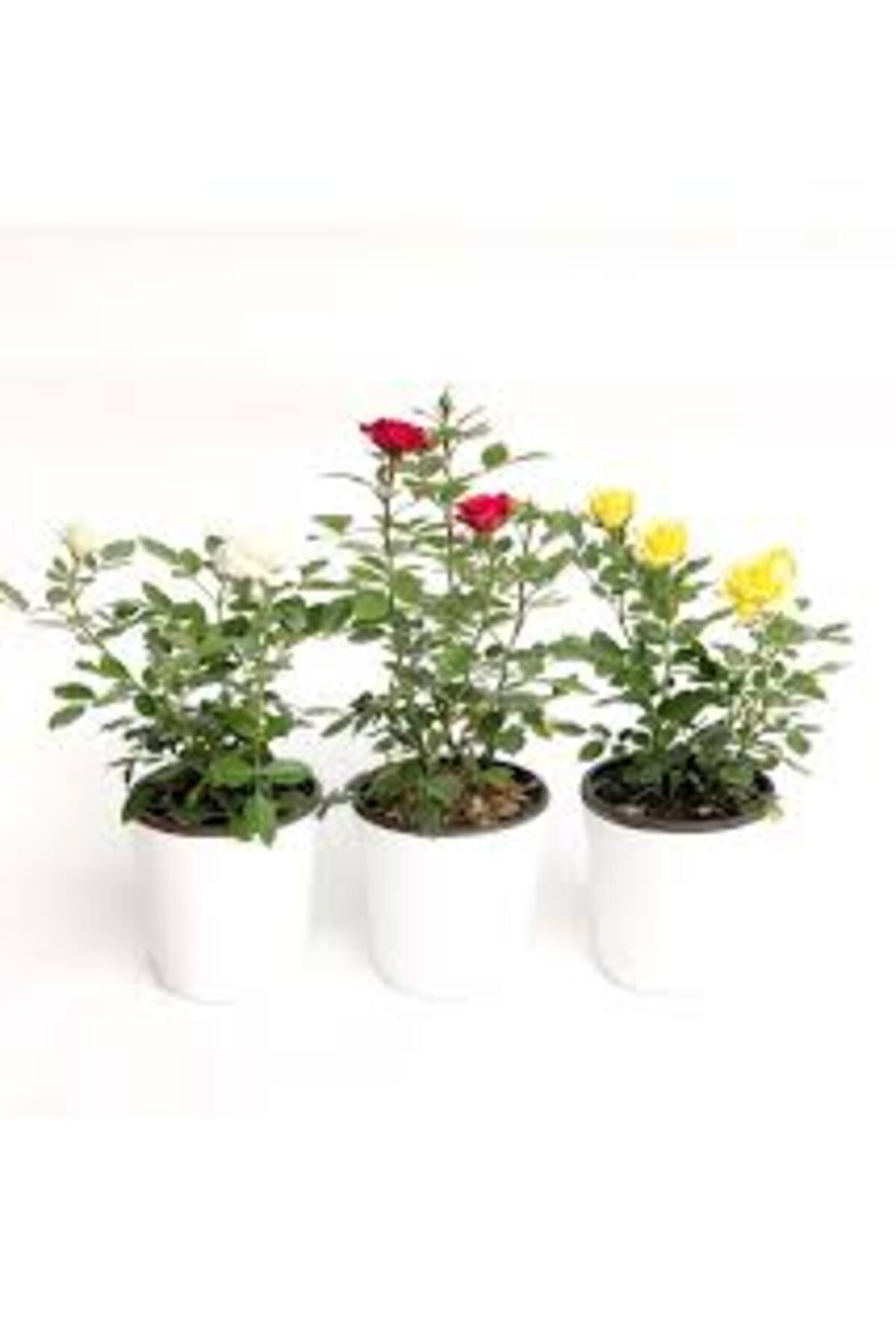 Tarımsal Ve Hayvansal Ürünler 13 Litre Gül Fidanı Ekim Ve Köklendirme Torfu