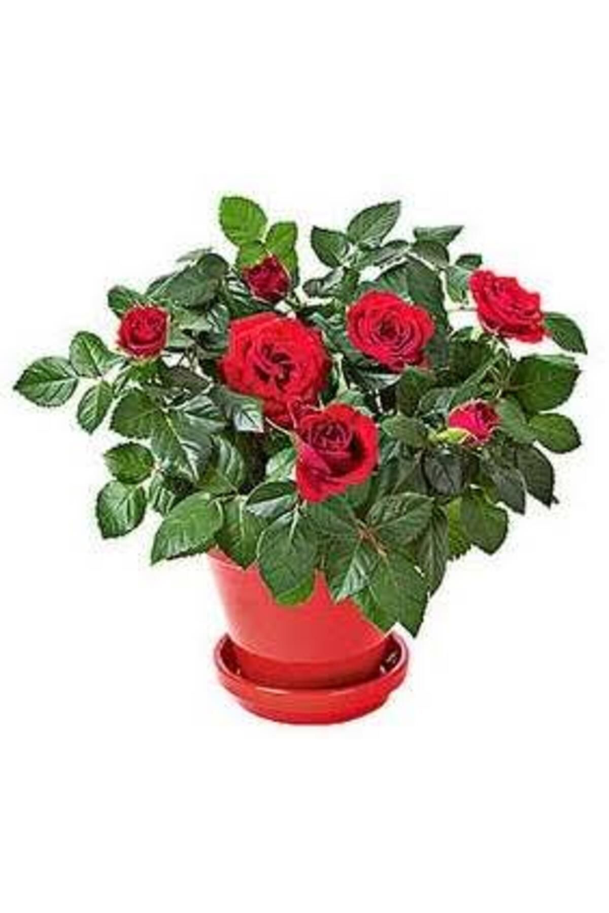 Tarımsal Ve Hayvansal Ürünler 13 Litre Gül Fidanı Ekim Ve Köklendirme Torfu