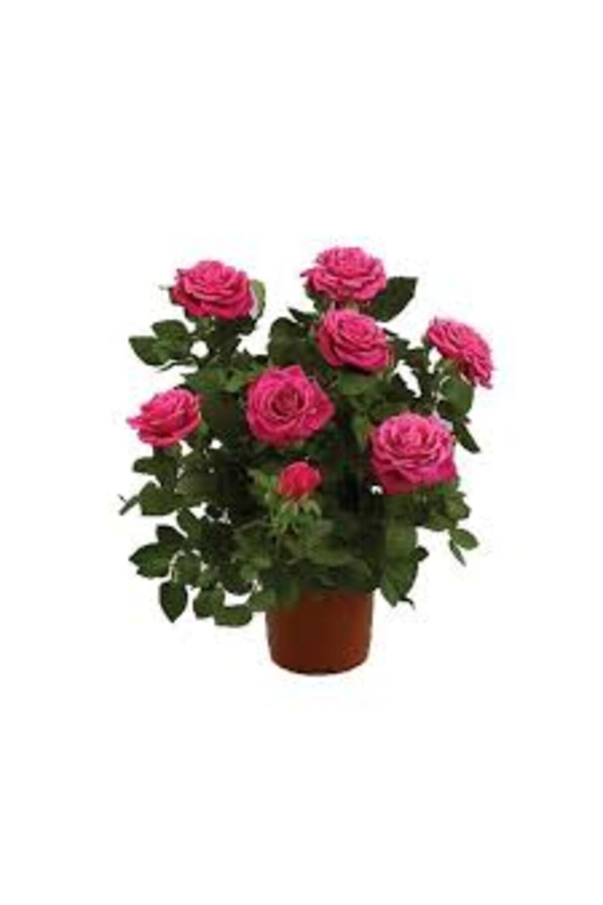 Tarımsal Ve Hayvansal Ürünler 13 Litre Gül Fidanı Ekim Ve Köklendirme Torfu