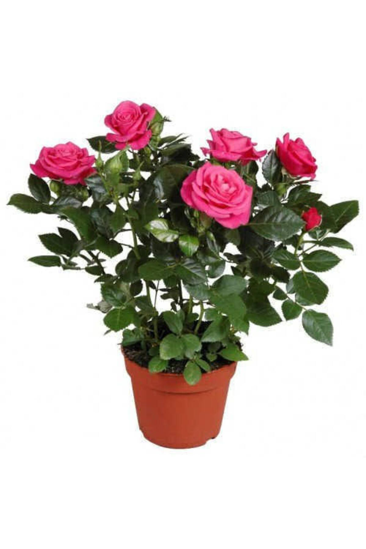 Tarımsal Ve Hayvansal Ürünler 13 Litre Gül Fidanı Ekim Ve Köklendirme Torfu