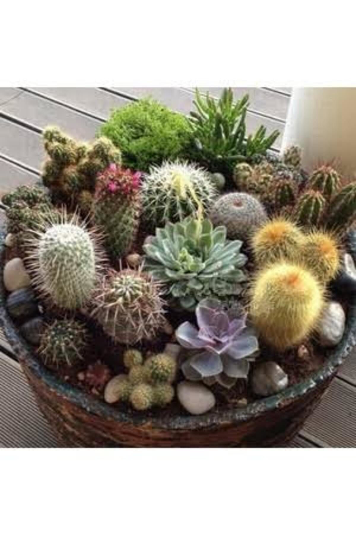 Tarımsal Ve Hayvansal Ürünler 13 Litre Kaktüs Ekim Ve Bakım Torfu